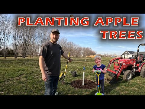 Planting Apples Trees in Our Backyard!