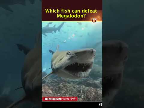 Which fish can defeat Megalodon? | Megalodon hunts Great White Shark | Historical Indian Hindi