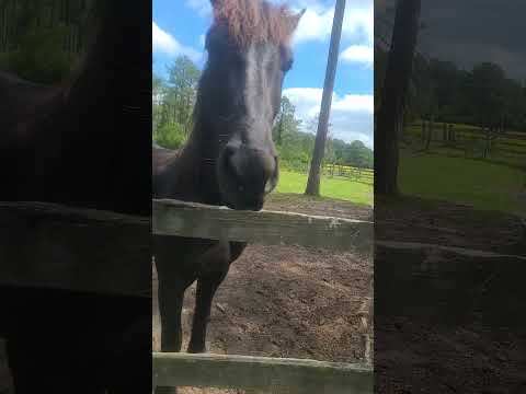 Valor says SMILE! #horse #friesianhorse