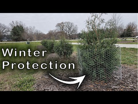 Protecting evergreens from damage in the winter