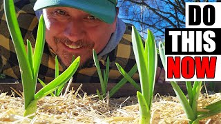 Spring Garlic To Do List - Garden Quickie Episode 237