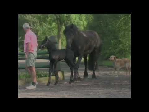 Rearing and Training Friesian Horses pt 1