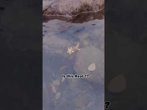 Is This a REAL DRAGON 🐉 🤔 ? Underwater Mythical Creatures!