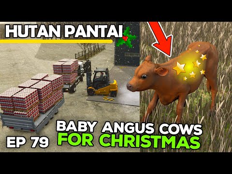 CUTE BABY ANGUS COWS FOR CHRISTMAS | Farming Simulator 25 - Hutan Pantai | Episode 79