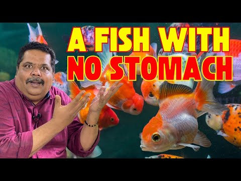 FISH with NO STOMACH ! How will it EAT ??