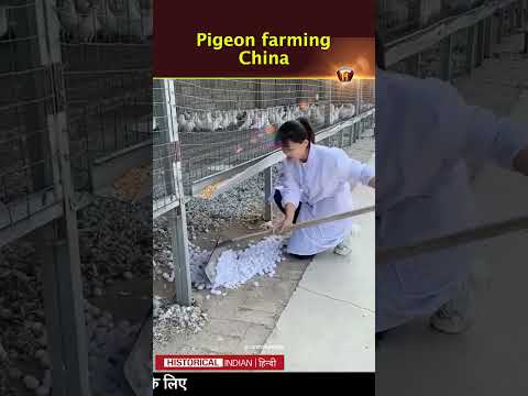 चाइना में होने वाली कबुतरो की खेती | Pigeon farming in China 🕊️ | Historical Indian Hindi #shorts