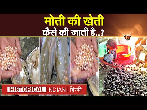 मोती की खेती कैसे की जाती है? | How is pearl farming done? | Historical Indian Hindi