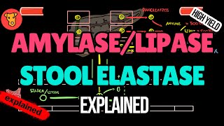 Pancreatic Enzymes EXPLAINED: Amylase, Lipase & Stool Elastase (USMLE High-Yield Beginner’s Guide)