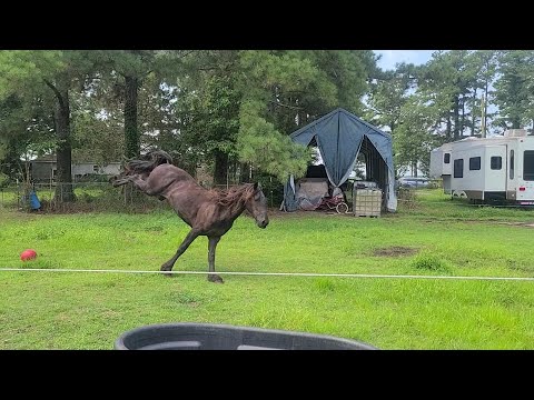 Friesian Gelding Playing in Pasture | Valor