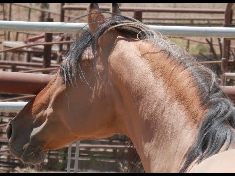 The REAL Spirit: Stallion of the Cimarron and Spirit Untamed