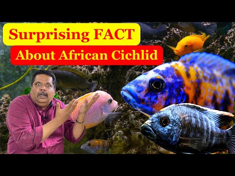 Surprising Fact about African Cichlids!