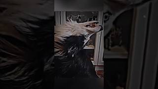 Skinwalker Disguised As Animals ☢️ PRT-103 #viral #ytshorts