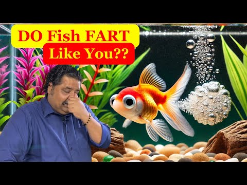 DO Fish FART Like You ? How Do Fish Fart?