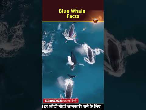 ब्लू व्हेल क्यों प्रसिद्ध हैं? | Blue Whale Facts | whale | Historical Indian Hindi #shorts #short