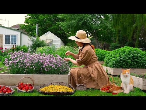 Let's Pick Strawberries 🍓 Canning Strawberry Jelly in the Country