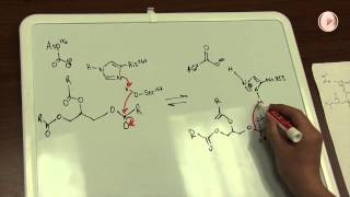 Lipase (10 AM)