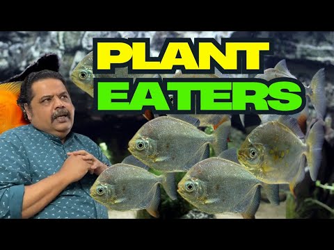 The Plant Eating PIRANHA!! SHOCKING FACTS of  Aquarium Fish!!