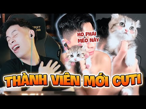 MEOU NHÁ HÀNG BÉ MÈO ANH SIU ĐÁNG IU GỬI EM DEV NUÔI SẮP TỚI