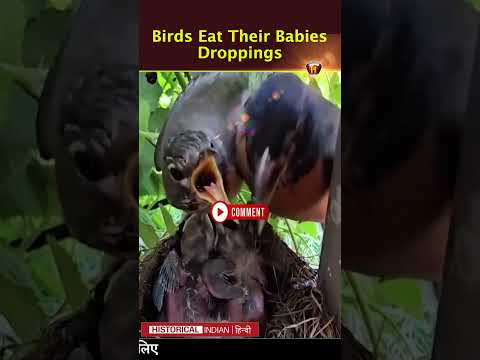 Why Birds Eat Their Babies’ Droppings😱 | Historical Indian Hindi #shorts #short #birds #shortvideo