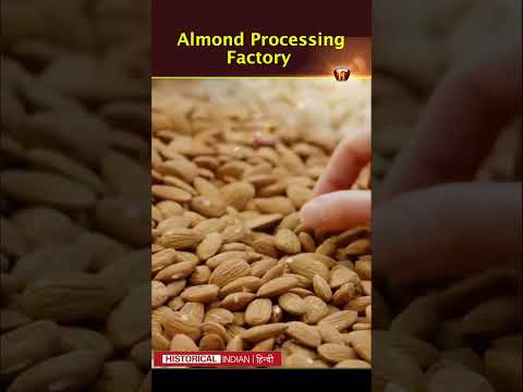 फैक्ट्री में बादाम को कैसे बनाया जाता है? | Almond Processing in Factory? | Historical Indian Hindi