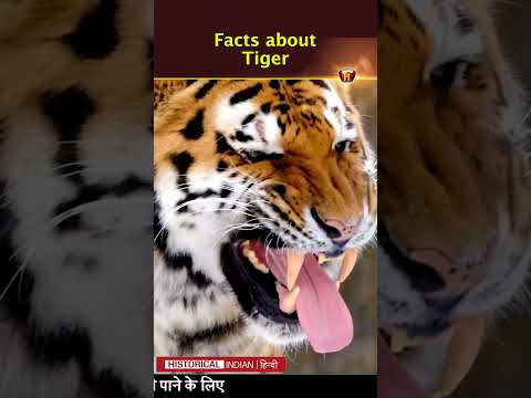 टाइगर अनोखा क्यों है? | Facts about Tiger? | Historical Indian Hindi #shorts #short #viralvideo