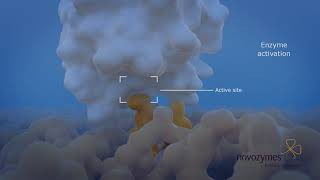 Lipase Enzymes in Action