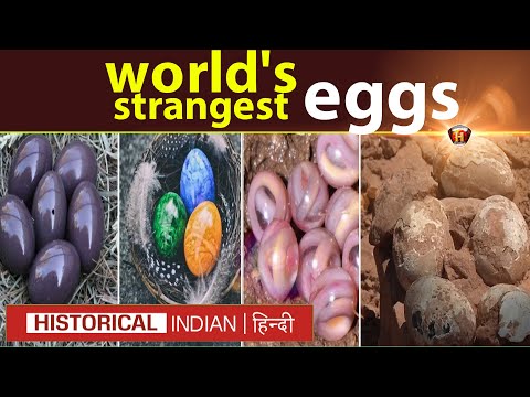 दुनिया के सबसे अजीबोगरीब अंडे | The world's strangest eggs in Hindi | Historical Indian Hindi