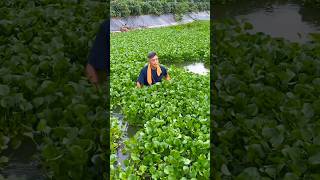 Water Hyacinth Makes Great Food For Ducks And Geese #satisfying #plants