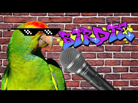 The Rapping Parrot