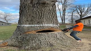 Felling Largest 145 cm Diameter Oak Tree by Husqvarna Chainsaw - Dangerous Tree Cutting Down Skills