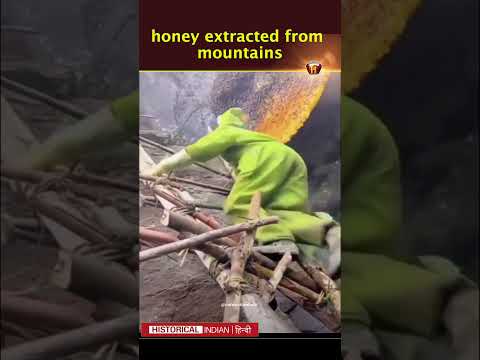 पहाड़ों से शहद कैसे निकाला जाता है | How is honey extracted from mountains