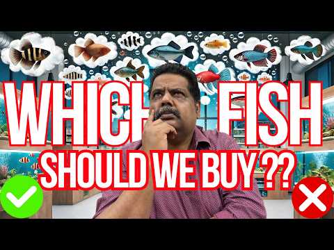 Which is BEST FISH to BUY For My FISH TANK ? AQUARIUM FISH FAQ