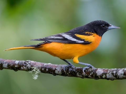 Maryland Classic Youth Orchestra Young Artists New Work by Jenni Brandon Video #2: Bird songs!