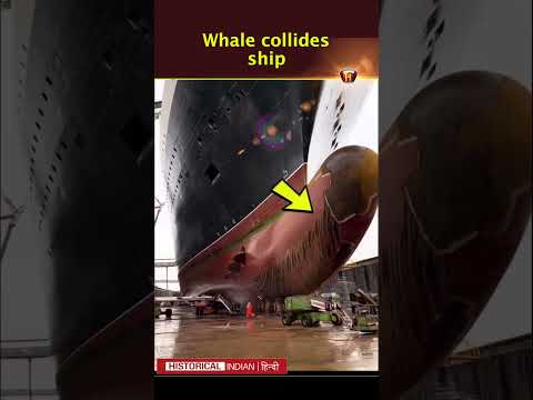 क्या होगा अगर SHIP से व्हेल टकरा जाए ( Whale 🐋 hit the SHIP ) #shorts #ship #ytshorts #india #viral